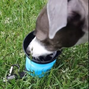Read more about the article Hydrate On-the-Go: Lesotc Dog Water Bottle