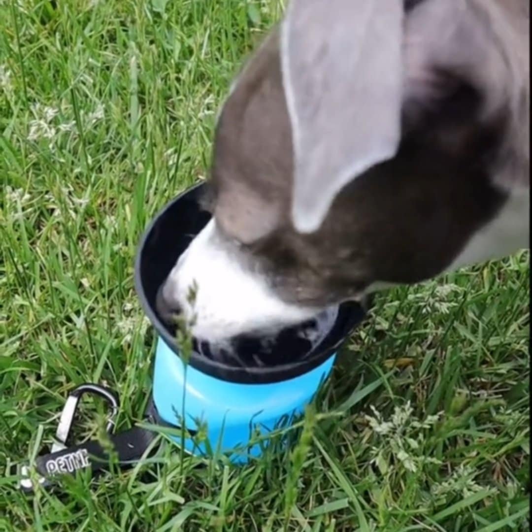 Read more about the article Hydrate On-the-Go: Lesotc Dog Water Bottle