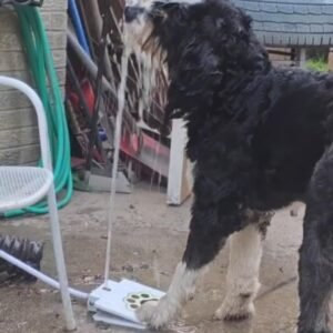 Read more about the article Paw-Powered Hydration: Dog Outdoor Fountain