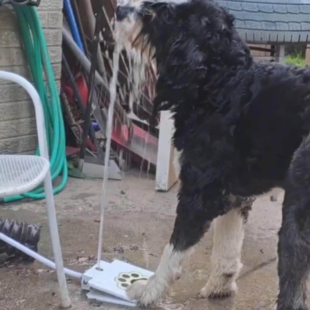 Read more about the article Paw-Powered Hydration: Dog Outdoor Fountain
