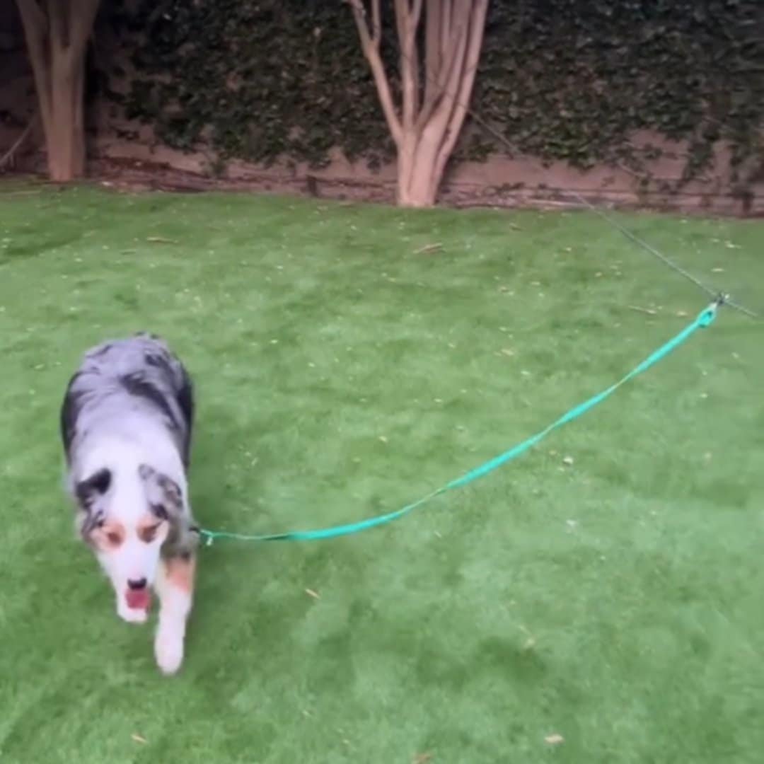 Read more about the article Safe & Free: Portable Reflective Dog Lead Line